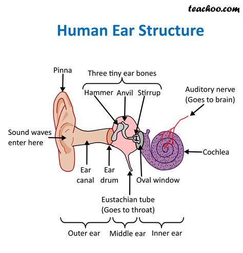 Ear Diagram And Its Functions Ear Works Inner Diagram Hearin