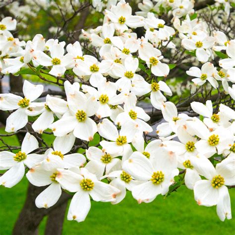 White Flowering Dogwood Trees for Sale– FastGrowingTrees.com