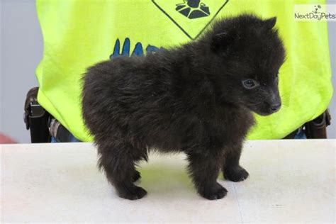 Rules of the Jungle: Schipperke puppies