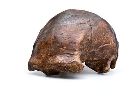 Solo Man skull Homo erectus angled view - Australian Museum | Human ...