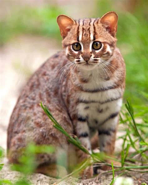 Rusty-Spotted Cat: Meet the Smallest Exotic Cat in the World