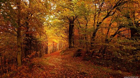 Autumn 8k Wallpapers - Top Free Autumn 8k Backgrounds - WallpaperAccess