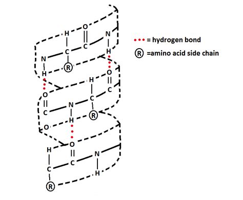 Alpha Helix and Beta Sheet