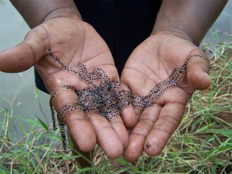 Toadally Awesome Toad Facts: Identifying cane toad eggs/toadlets