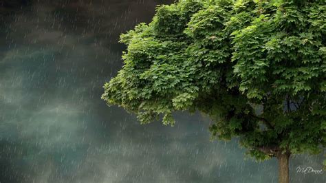 Rainy Nature Wallpapers - Top Free Rainy Nature Backgrounds ...