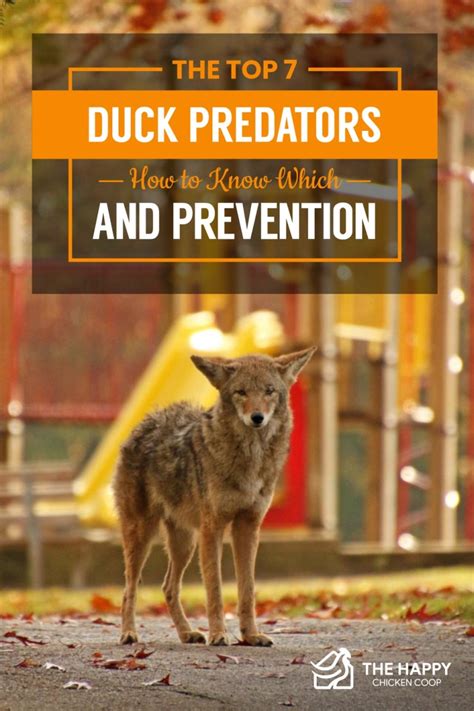 Top 7 Duck Predators: How to Know Which and Prevention