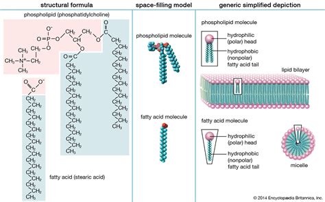 Lipid bilayer | biology | Britannica