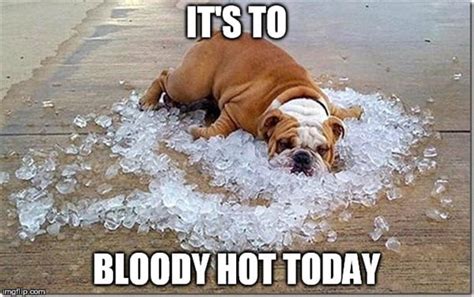 42 Hot Weather Memes to Help You Cool Down - SayingImages.com