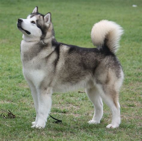 Alusky (Husky Malamute) Info, Training, Puppies and Pictures