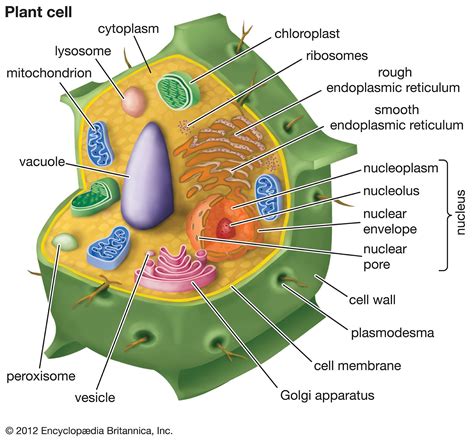 Plant Cell With Labeled Parts