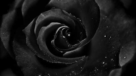 Online crop | HD wallpaper: black, rose | Wallpaper Flare