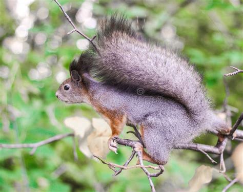 Beautiful Squirrel Jumping from Branch To Branch. Stock Image - Image ...