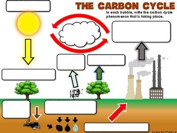 32 Carbon Cycle Worksheet High School - support worksheet