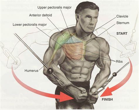 Pectoral Exercises for Chest Workout | Health Articles