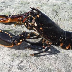 Homarus gammarus - Facts, Diet, Habitat & Pictures on Animalia.bio