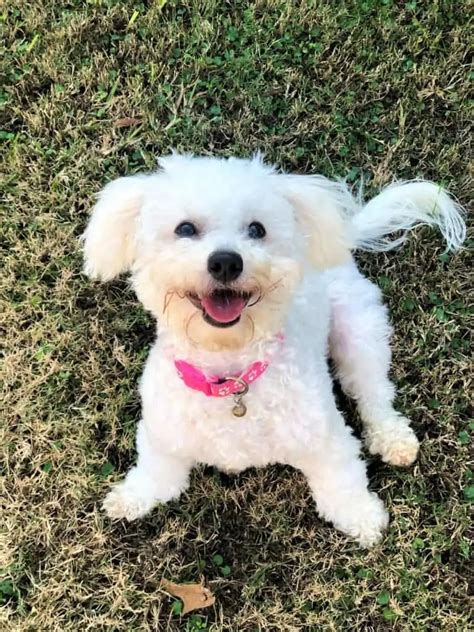 15 Small Poodle Mixes We Are Seriously Obsessed With - Your Dog Advisor