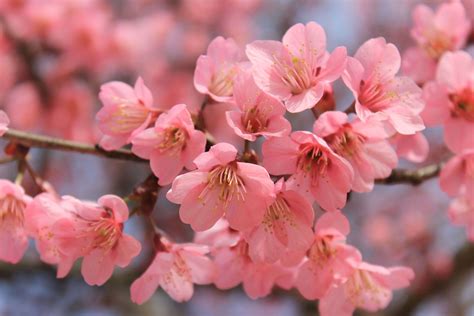 Cherry Blossom Tree Wallpaper 65 - [5184x3456]