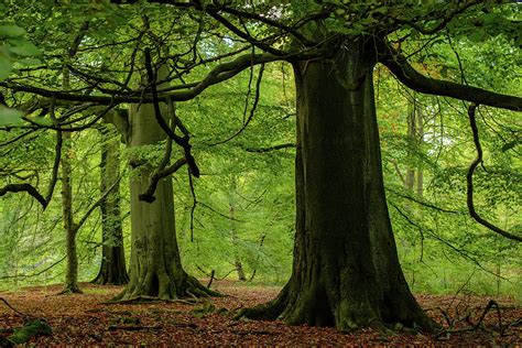 Large Beech Tree Wood Forest Green Photograph by Ben Robson Hull ...