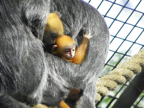 The Santa Ana Zoo at Prentice Park: Baby Boom at the Santa Ana Zoo has ...