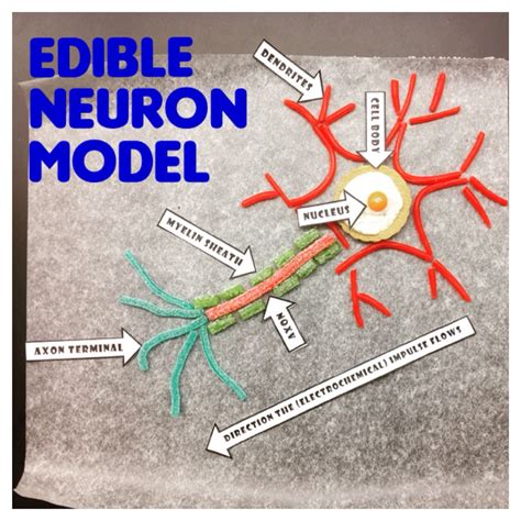 My students and I created these edible models to better visualize and ...