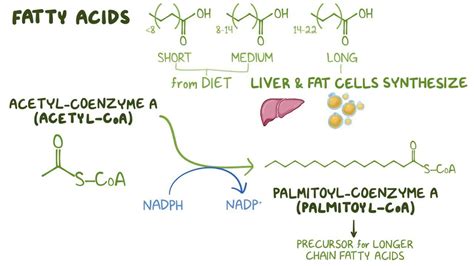 Fatty Acid Synthesis Citrate