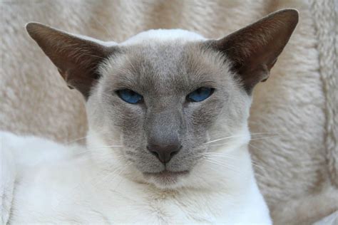 250+ Superb Siamese Cat Names | The Dog People by Rover.com