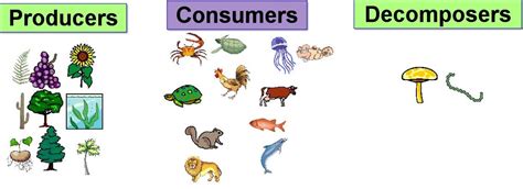 Food in ecosystems - Ecosystems