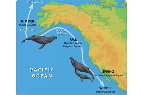 Great Lakes Whale Migration 2024 - Fina Orelle