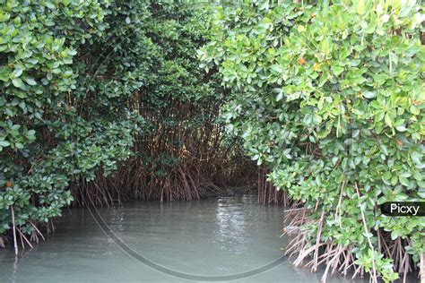 Image of Mangrove Plants With Deep Roots Into Marshy Land..-JW361961-Picxy