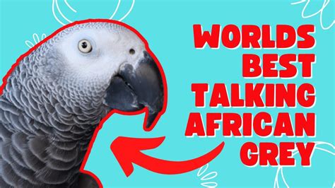 Worlds Best Talking African Grey Parrot Being Hilarious, 45% OFF