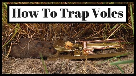 How To Get Rid Of Voles In Garden Uk | Fasci Garden