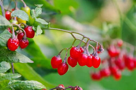 20 Edible and Non-Edible Red Berries You Need to Know - Smart Garden ...