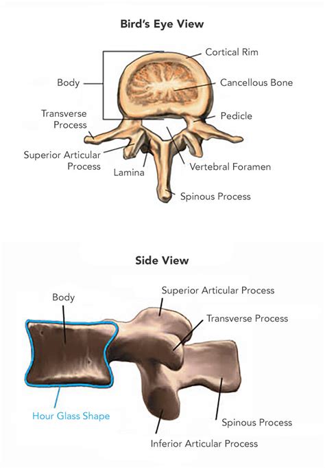 Spinal Anatomy – The American Center for Spine and Neurosurgery — ACSN