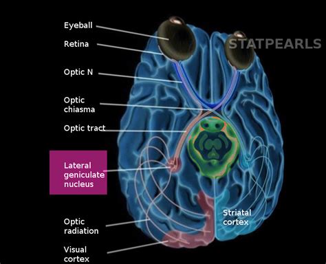 Neuroanatomy, Nucleus Lateral Geniculate - StatPearls - NCBI Bookshelf