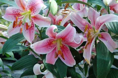 Bright and Long-lasting Tiger Lilies for Your Garden