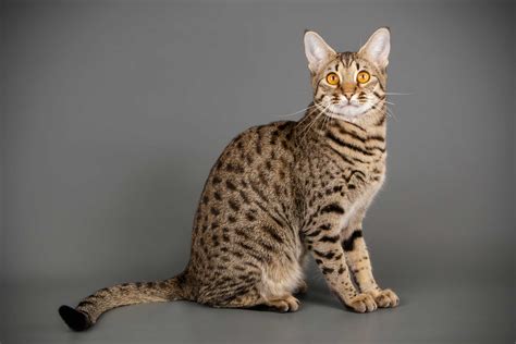 10 Hybrid Cats That Evoke Their Wild Cat Lineage