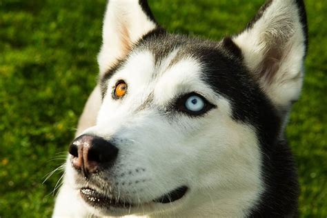 Juneau the husky with her striking wall eye colours