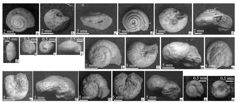 Mollusk fossils in the QA-I Miocene loess-soil section. a-c, Metodontia ...