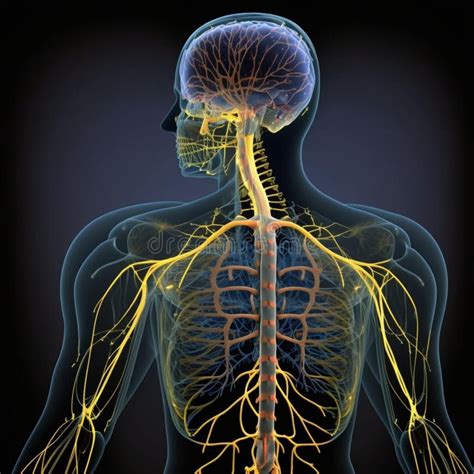 A Schematic Image of the Human Nervous System, Featuring the Brain ...