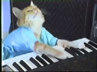 Cat Playing Piano GIFs - Find & Share on GIPHY