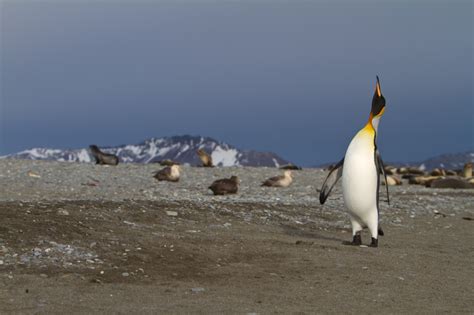 Wildlife of South Georgia Island [Pics]