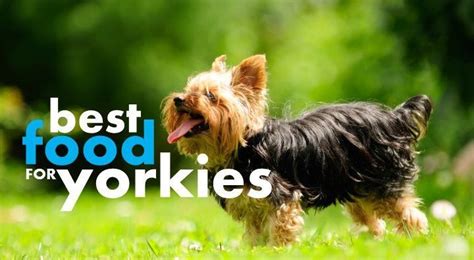 Best Dog Food for Yorkies: Don’t Malnourish Your Yorkie!