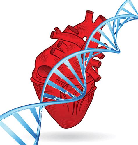 Genetic heart disease diagnostics improvement - ECG-Excellence