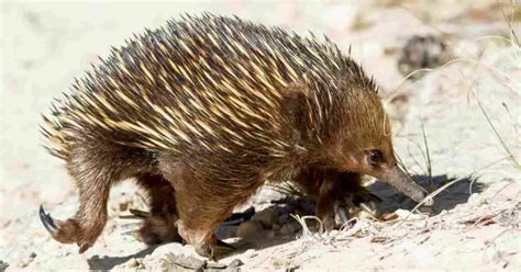 Echidna Behavior - AnimalBehaviorCorner