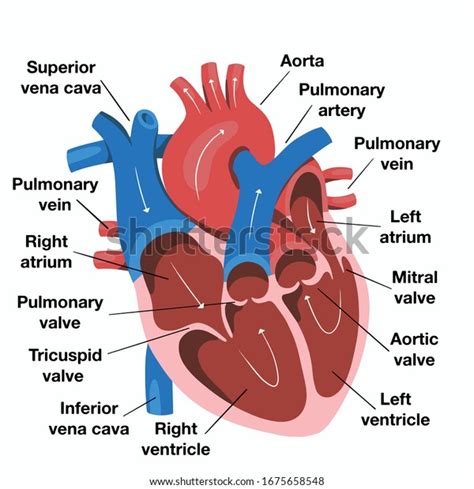 39,295 Heart Diagram Images, Stock Photos, 3D objects, & Vectors ...