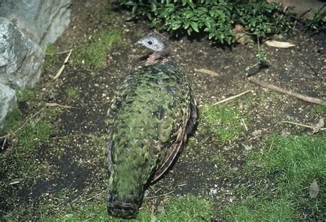 Congo Peafowl female Zaire, Africa Our beautiful Wall Art and Photo ...