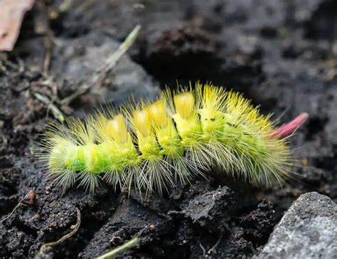 20 Types of Caterpillars: Species, Facts and Photos