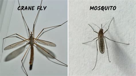 Mosquito Eater Eating A Mosquito