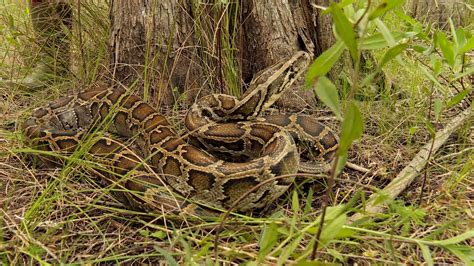 Watch Swamp People: Serpent Invasion Season 3 Episode 9 | HISTORY Channel