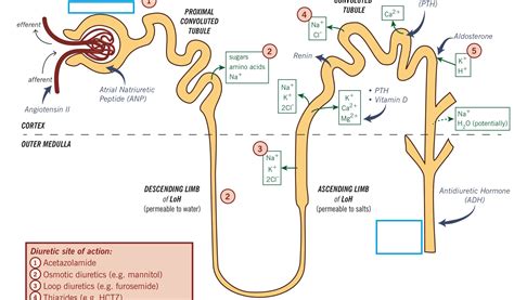 Collecting Duct Diagram